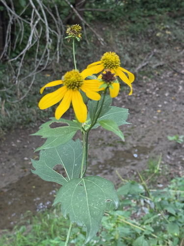 cutleaf coneflower