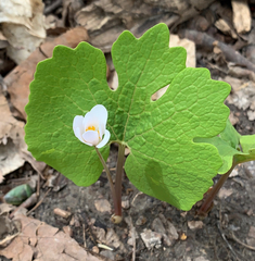 Sanguinaria canadensis