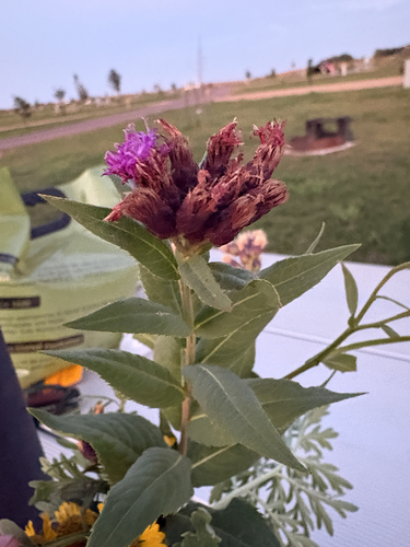Smooth Ironweed