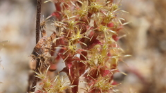 Lastarriaea coriacea