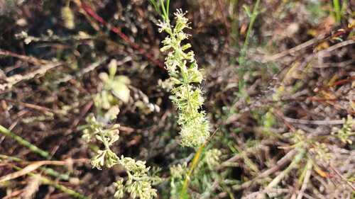 Silene borysthenica, 2026-09-10
