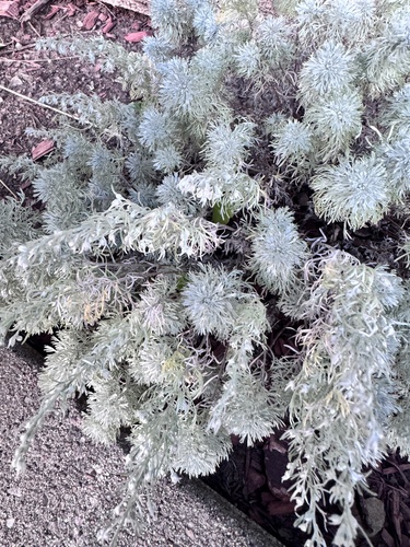 fringed sagebrush