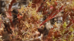 Lastarriaea coriacea