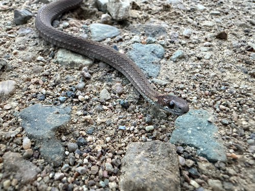 Red-bellied Snake