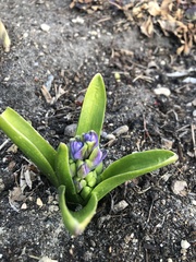 Hyacinthus