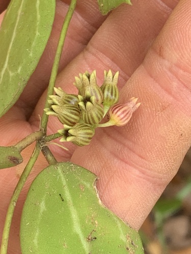 Dischidia ovata observed 2026-09-11