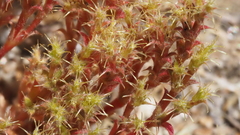 Lastarriaea coriacea