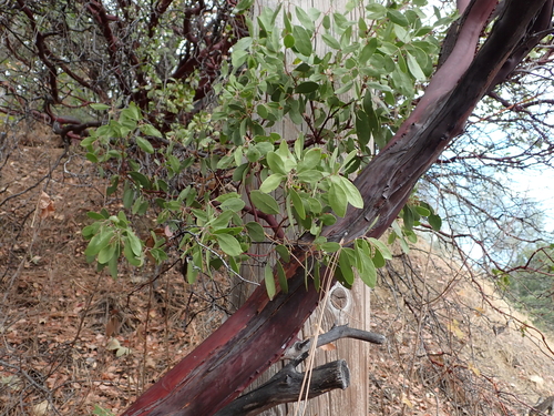 Common Manzanita