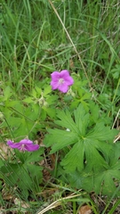 Geranium oreganum