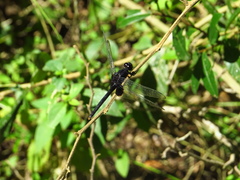 Erythemis attala
