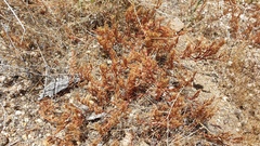 Lastarriaea coriacea