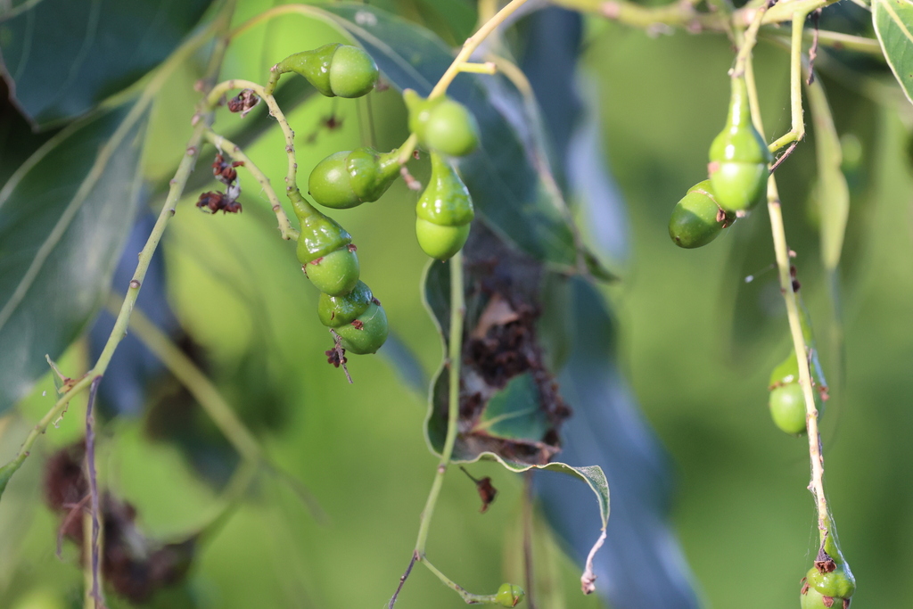 Ocotea acutifolia; photograph (c) Andrea Gantzer, some rights reserved (CC BY)
