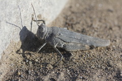 Heliastus aztecus