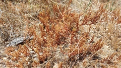 Lastarriaea coriacea