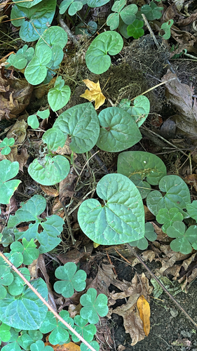 Asarum caudatum, photograph 6