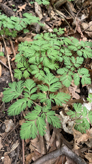 Dicentra cucullaria