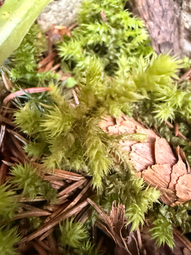 rough goose neck moss