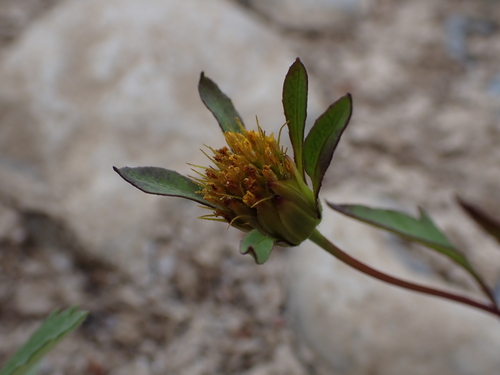 Devil's Beggarticks