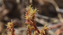 Lastarriaea coriacea