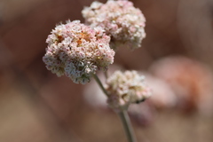 Eriogonum latifolium