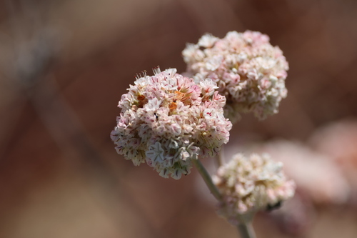 Eriogonum latifolium, photograph 1