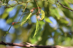 Sesbania punicea, photograph (c) Andrea Gantzer, some rights reserved (CC BY)