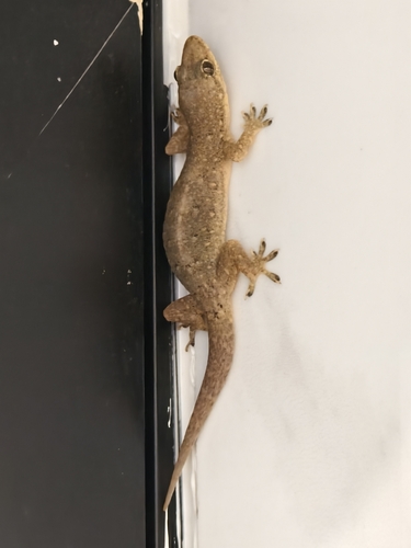 Oriental House Gecko