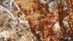 Lastarriaea coriacea