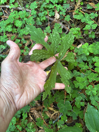 Hydrophyllum tenuipes, photograph 4