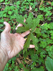 Hydrophyllum tenuipes, photograph (c) StarStats, some rights reserved (CC BY)