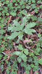Hydrophyllum tenuipes, photograph (c) StarStats, some rights reserved (CC BY)