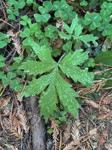 Hydrophyllum tenuipes, photograph 2