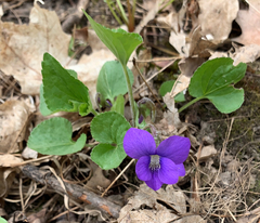 Viola sororia