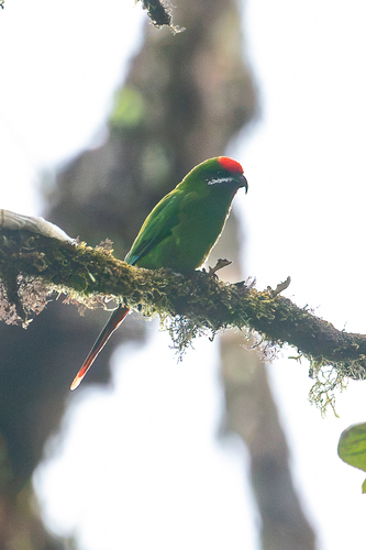 Oreopsittacus arfaki observed 2026-07-15
