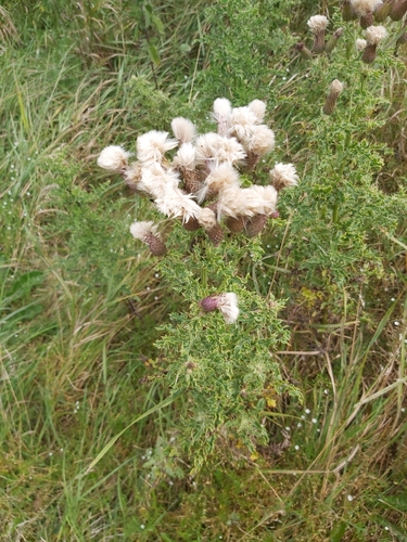 creeping thistle