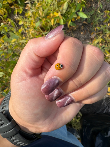 Asian Lady Beetle
