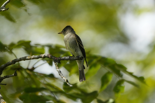 Eastern Wood-Pewee