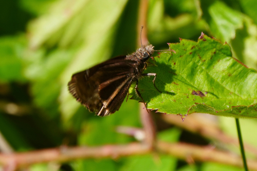 Common Roadside-Skipper