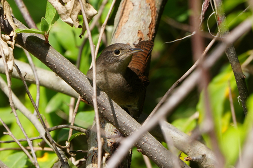 Northern House Wren