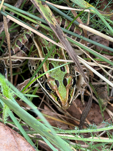 Northern Leopard Frog