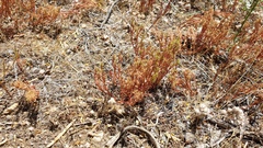 Lastarriaea coriacea