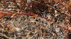 Lastarriaea coriacea