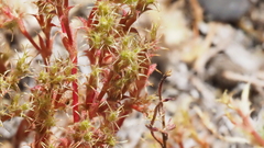 Lastarriaea coriacea