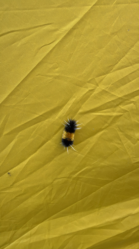 Spotted Tussock Moth