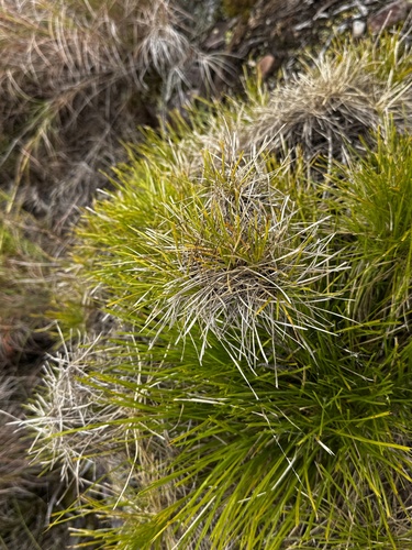 Lomandra confertifolia observed 2026-09-11