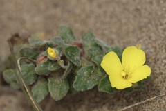 Camissoniopsis cheiranthifolia, photograph (c) er-birds, some rights reserved (CC BY)