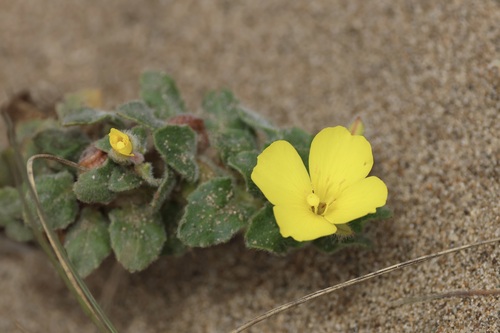 Camissoniopsis cheiranthifolia, photograph 3