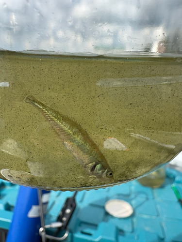 Brook Stickleback