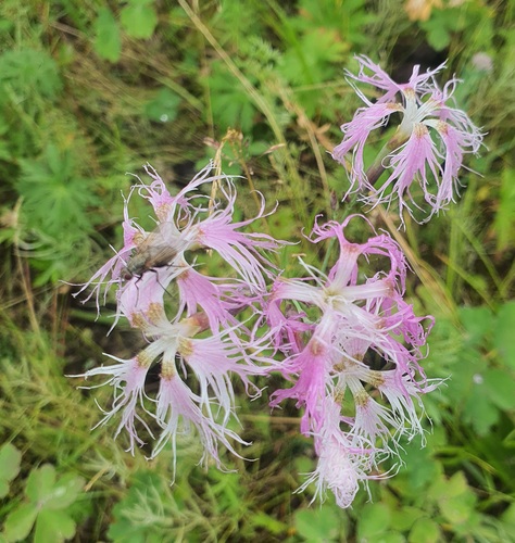 Dianthus superbus, photograph 4