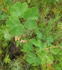 (c) Urgamal Magsar, some rights reserved (CC BY) Aquilegia sibirica, photograph (c) Urgamal Magsar, some rights reserved (CC BY)